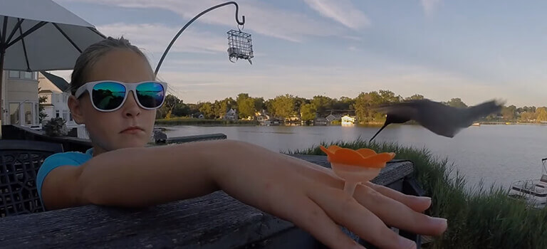 Hand feed hummingbirds